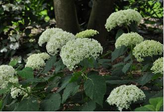 HydrangeaarborescensAnnabelleVN