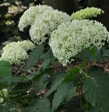 HydrangeaarborescensAnnabelleVN1