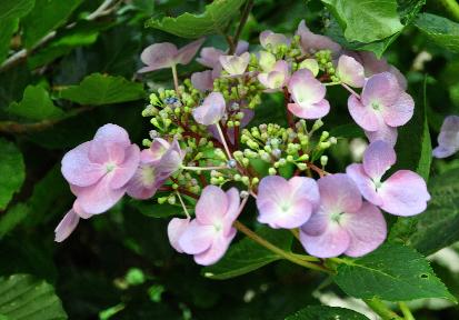 HydrangeaarborescensAduardaVanKlaveren1975pic2