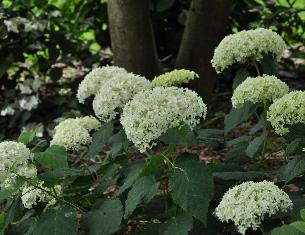 HydrangeaarborescensAnnabelleVN