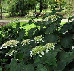 HydrangeaarborescenssspradiataVN