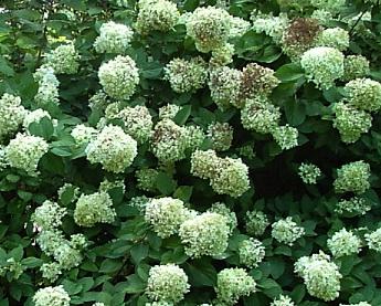 HydrangeaarborescensGrandiflora