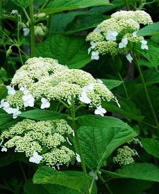 HydrangeaarborescensWhiteDom