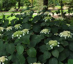 HydrangeaarborescenssspradiataVN