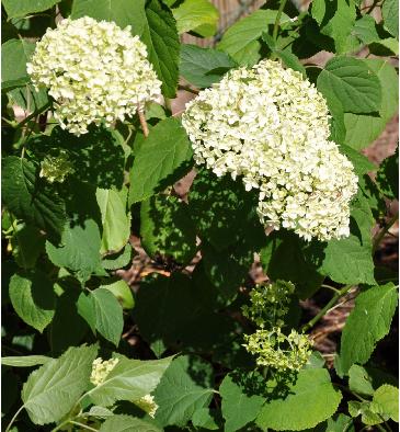 hydrangeaarborescensannabelle