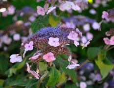 Hydrangea aspera "Anthony Bullivant'