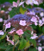 HydrangeaasperaAnthonyBullivant