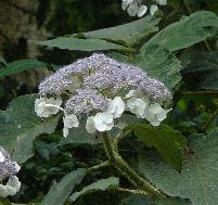 HydrangeaasperaMacrophylla2