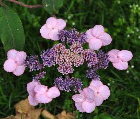 HydrangeaasperasspAnthonyBullivantFlowerCloseup3VN