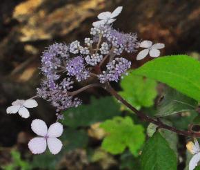 HydrangeaasperaTheDitchyoungshrub