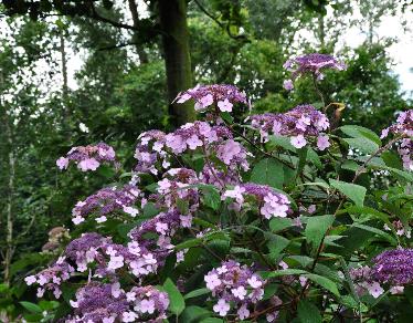 Hydrangeaasperavillosaglobalview