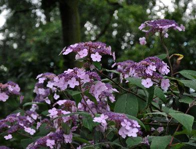 Hydrangea aspera 'Villosa' in border kwekerij J. STerken