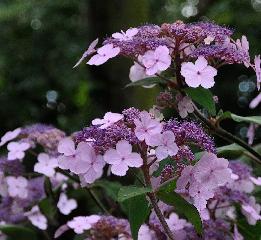 HydrangeaasperaVillosanice