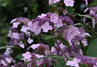 HydrangeaasperaVillosanice