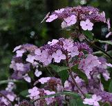 HydrangeaasperaVillosanice