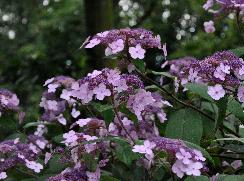 Hydrangea aspera ssp 'Villosa' 