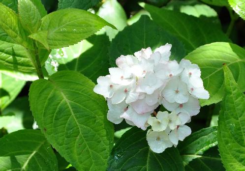 HydrangeaBeniTemari