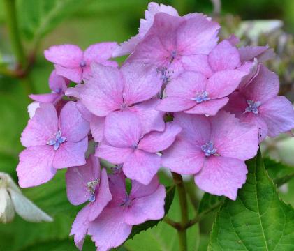 HydrangeaBleuet