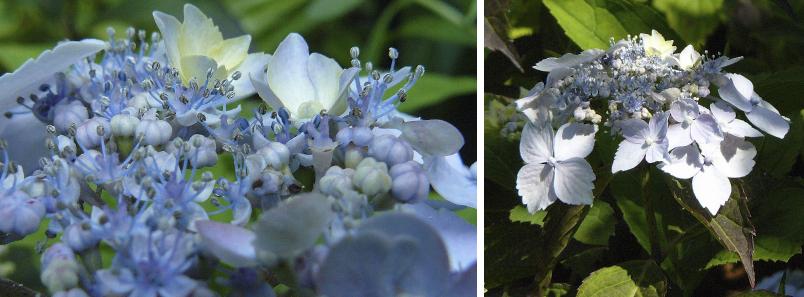 hydrangeabluedeckleopening