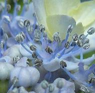 hydrangeabluedeckleopening