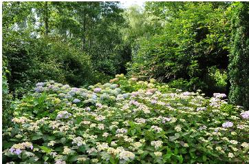 Hydrangeaborderkwekerijsterken