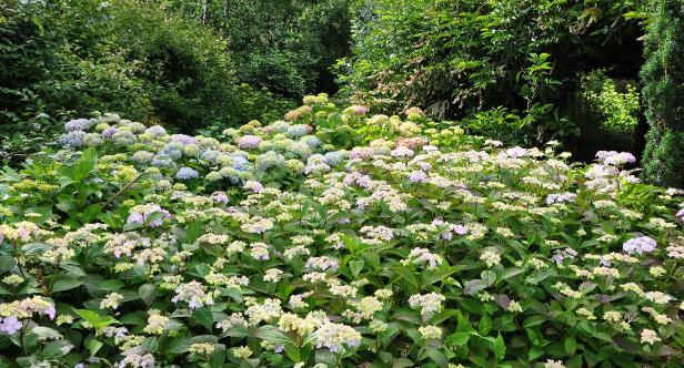 Hydrangeaborderkwekerijsterken