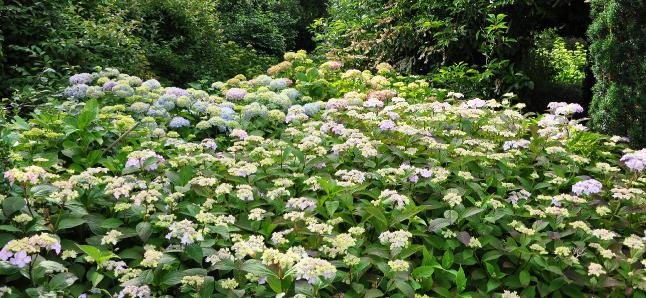 Hydrangeaborderkwekerijsterken