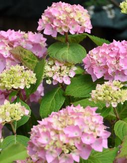 HydrangeaBouquetRose