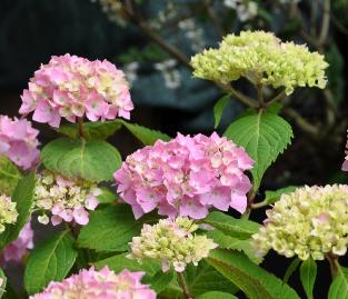 HydrangeaBouquetRose