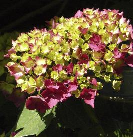 hydrangeaclosupschonebautzenrin