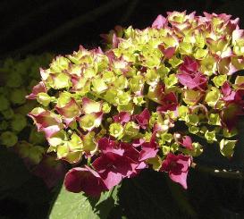 hydrangeaclosupschonebautzenrin