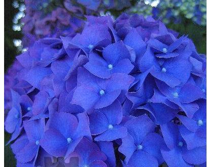 HydrangeaEnziandom