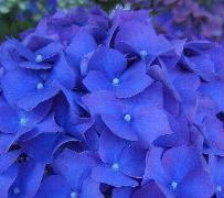 HydrangeaEnziandom