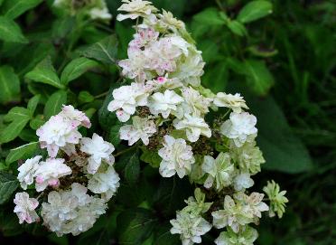 HYdrangeaFujinotaki