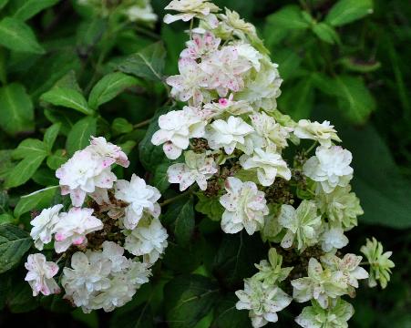 HYdrangeaFujinotaki