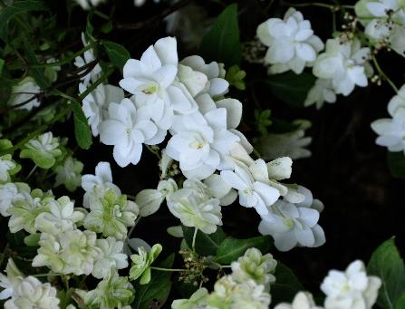 HYdrangeaFujinotakipanorama