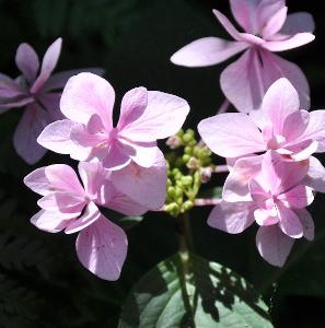 HydrangeaHannabiBluefotosterkeneindaugustusVN3