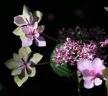 HydrangeaHannabiBluefotosterkeneindaugustusVN2