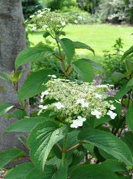 HydrangeaheteromallaNepalBeautyvn