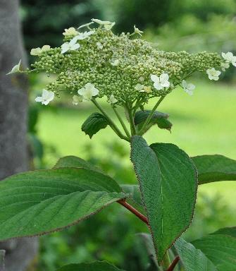 HydrangeaheteromallaNepalBeautyvnn