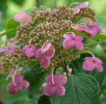 HydrangeaheteromallaGidiecloseup