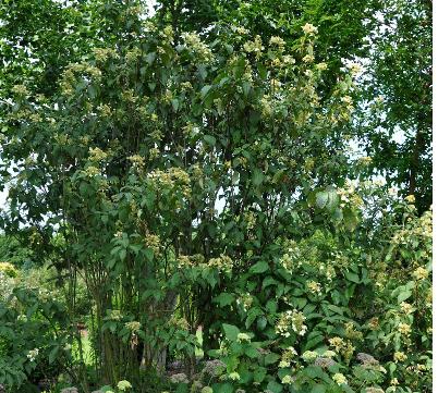 HydrangeaheteromallaLongWhite