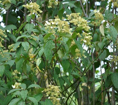 HydrangeaheteromallaLongWhitecloseup