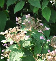 HydrangeaheteromallaSnowCap