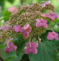 HydrangeaheteromallaGidiecloseup