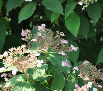 HydrangeaheteromallaSnowCap