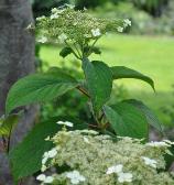 HydrangeaheteromallaNepalBeautyvnn