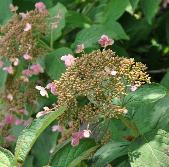 HydrangeaheteromallaGidieVN