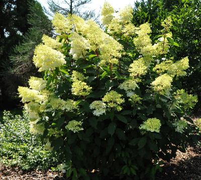 HydrangeaheteromallaCrugFarmVNglobalpic2August