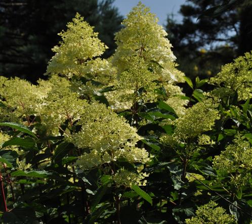 HydrangeaheteromallaCrugfarmcloseshot2VN